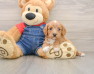 9 week old Cavapoo Puppy For Sale - Florida Fur Babies