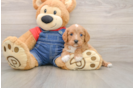 Cavapoo Pup Being Cute