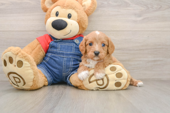 Cavapoo Pup Being Cute