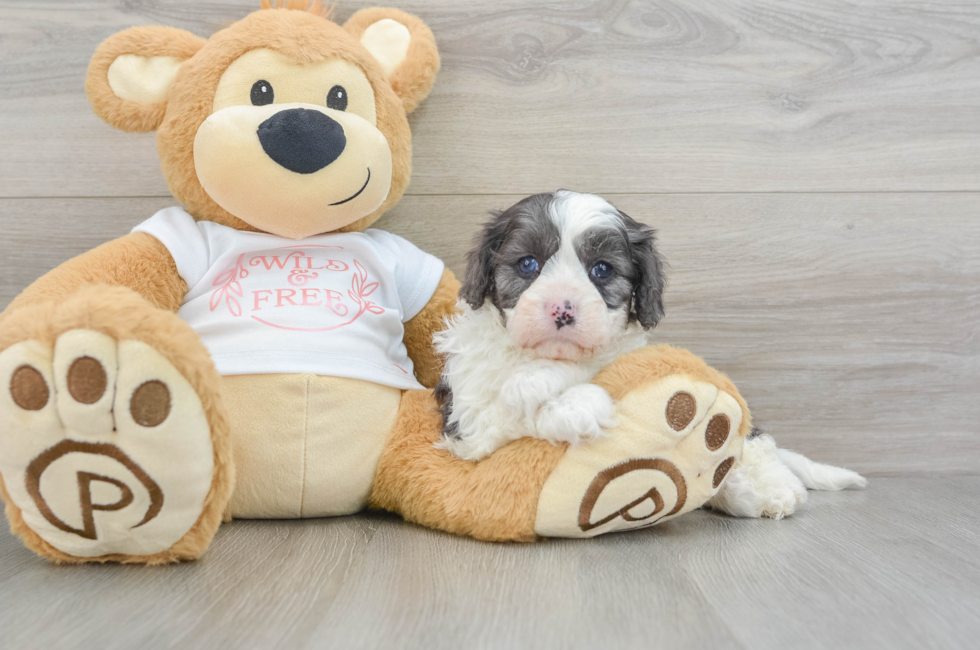 5 week old Cavapoo Puppy For Sale - Florida Fur Babies