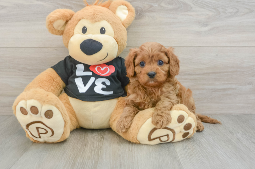 6 week old Cavapoo Puppy For Sale - Florida Fur Babies