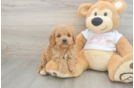 Cavapoo Puppy for Adoption