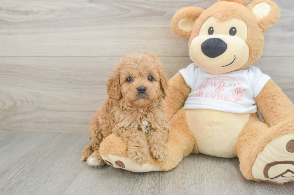 6 week old Cavapoo Puppy For Sale - Florida Fur Babies