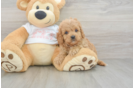 Cavapoo Pup Being Cute