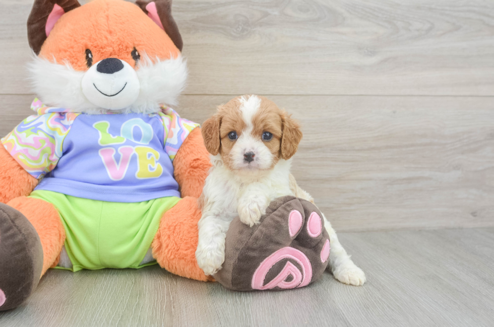 5 week old Cavapoo Puppy For Sale - Florida Fur Babies
