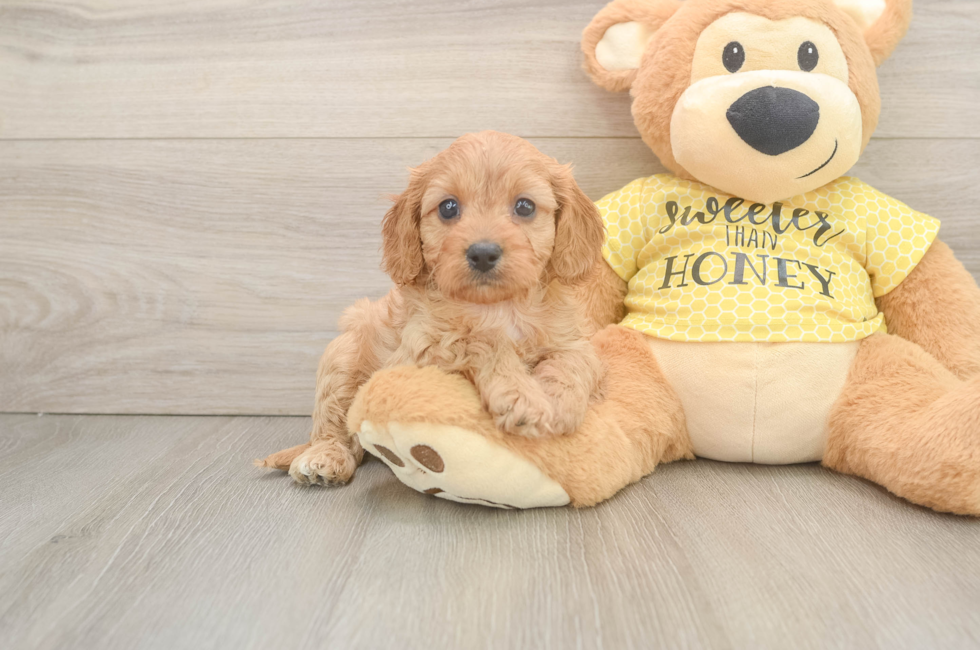 6 week old Cavapoo Puppy For Sale - Florida Fur Babies