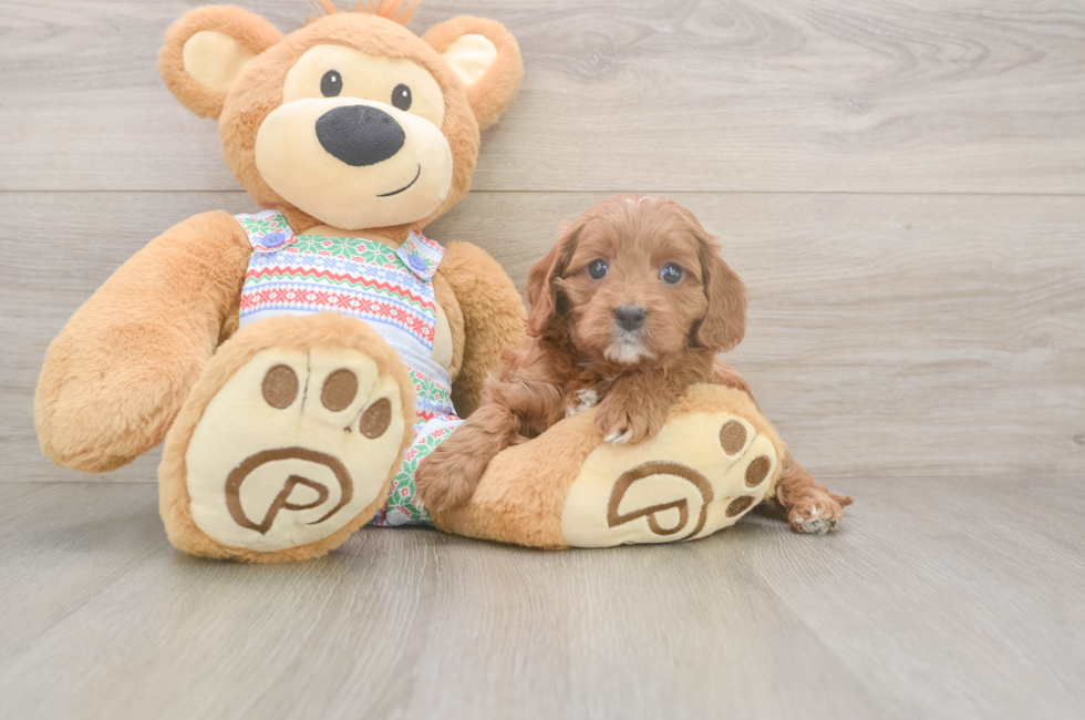 5 week old Cavapoo Puppy For Sale - Florida Fur Babies