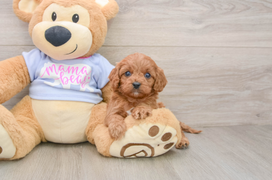 Cavapoo Puppy for Adoption