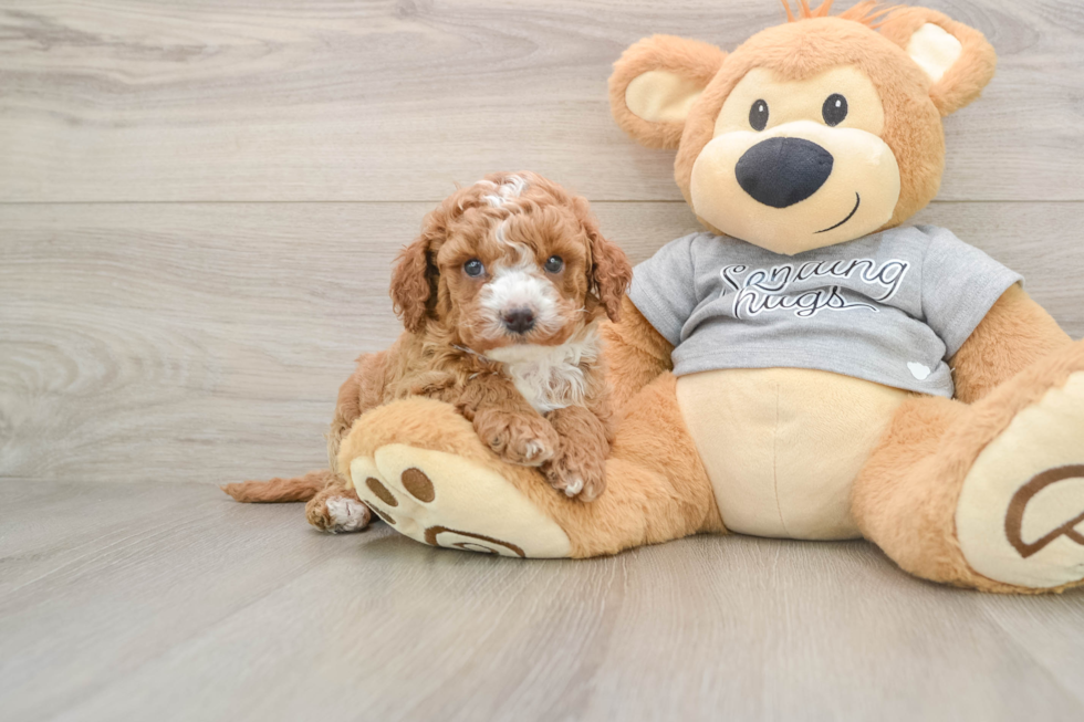 Happy Cavapoo Baby