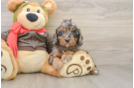 Happy Cavapoo Baby