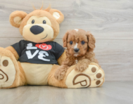 8 week old Cavapoo Puppy For Sale - Florida Fur Babies