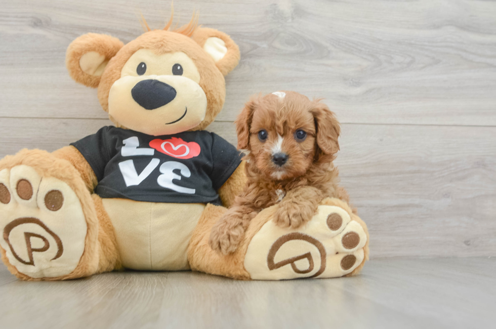 6 week old Cavapoo Puppy For Sale - Florida Fur Babies