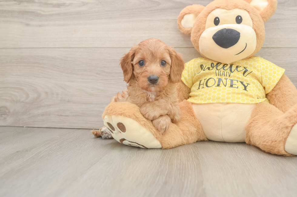6 week old Cavapoo Puppy For Sale - Florida Fur Babies