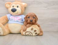 7 week old Cavapoo Puppy For Sale - Florida Fur Babies