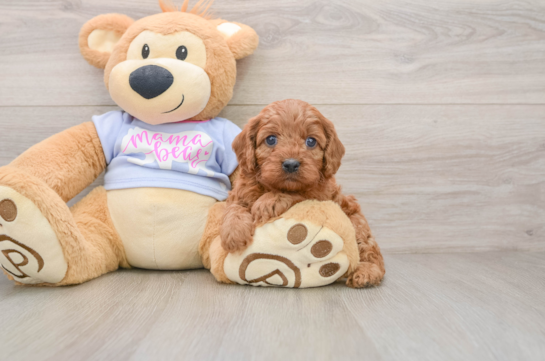 Adorable Cavalier King Charles Spaniel and Poodle Mix Poodle Mix Puppy
