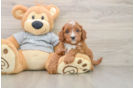 Cavapoo Pup Being Cute