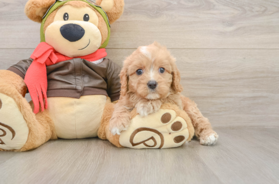 Best Cavapoo Baby