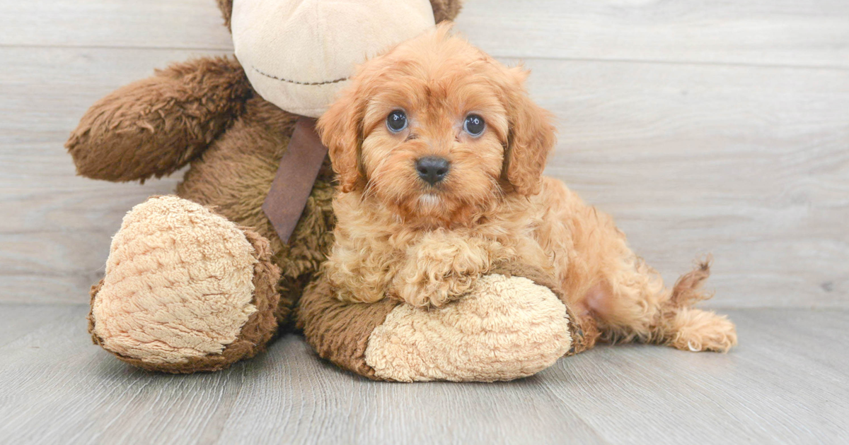 son cavapoos buenas mascotas