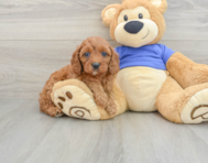 8 week old Cavapoo Puppy For Sale - Florida Fur Babies