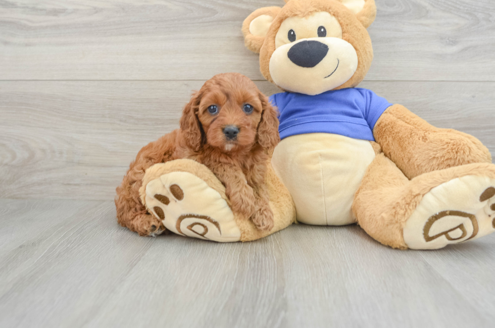 6 week old Cavapoo Puppy For Sale - Florida Fur Babies