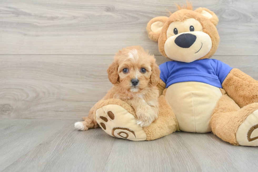 Funny Cavapoo Poodle Mix Pup