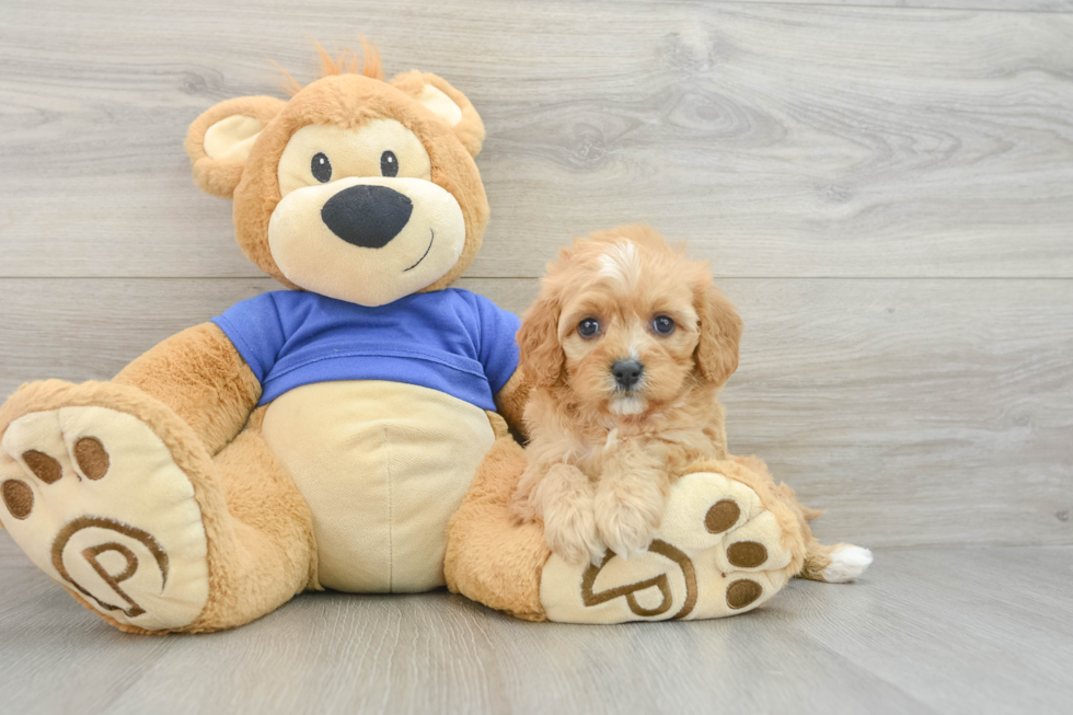 Cavapoo Pup Being Cute