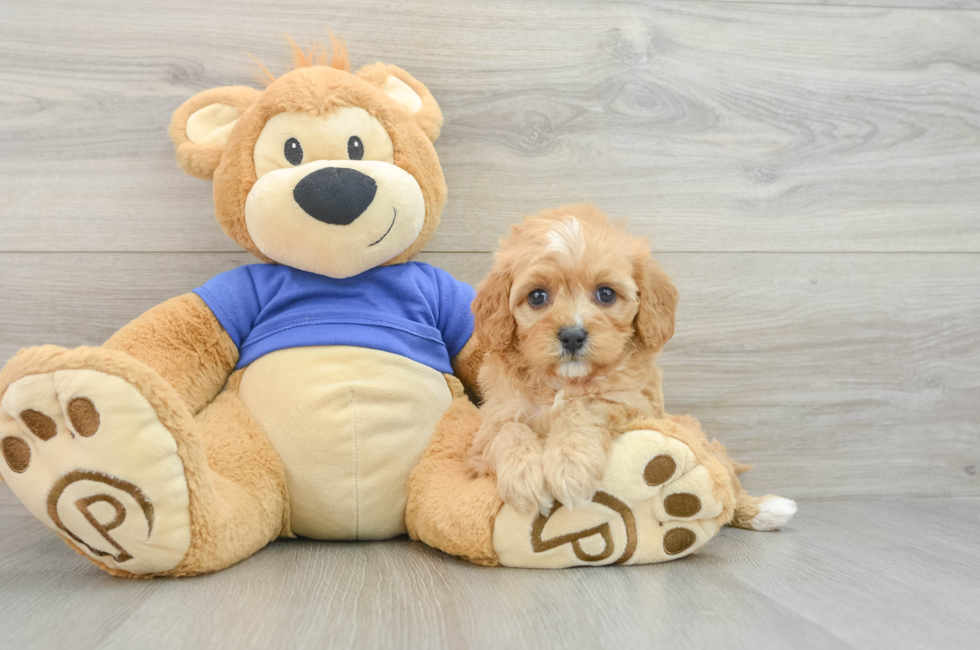 7 week old Cavapoo Puppy For Sale - Florida Fur Babies