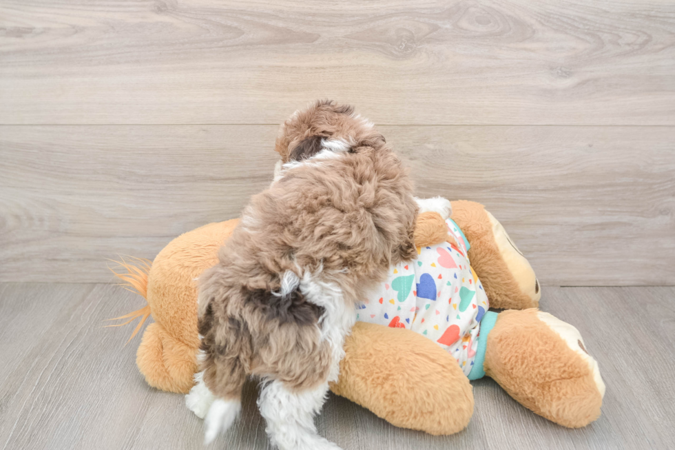 Little Cavipoo Poodle Mix Puppy