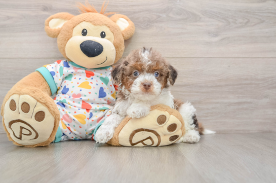 Cavapoo Puppy for Adoption