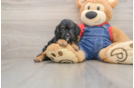 Best Cavapoo Baby
