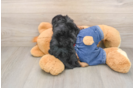 Energetic Cavoodle Poodle Mix Puppy