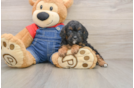 Cavapoo Pup Being Cute