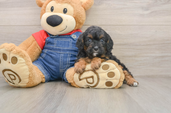 Cavapoo Pup Being Cute