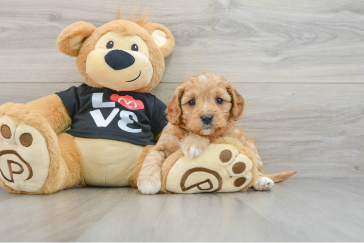 Cavapoo Puppy for Adoption