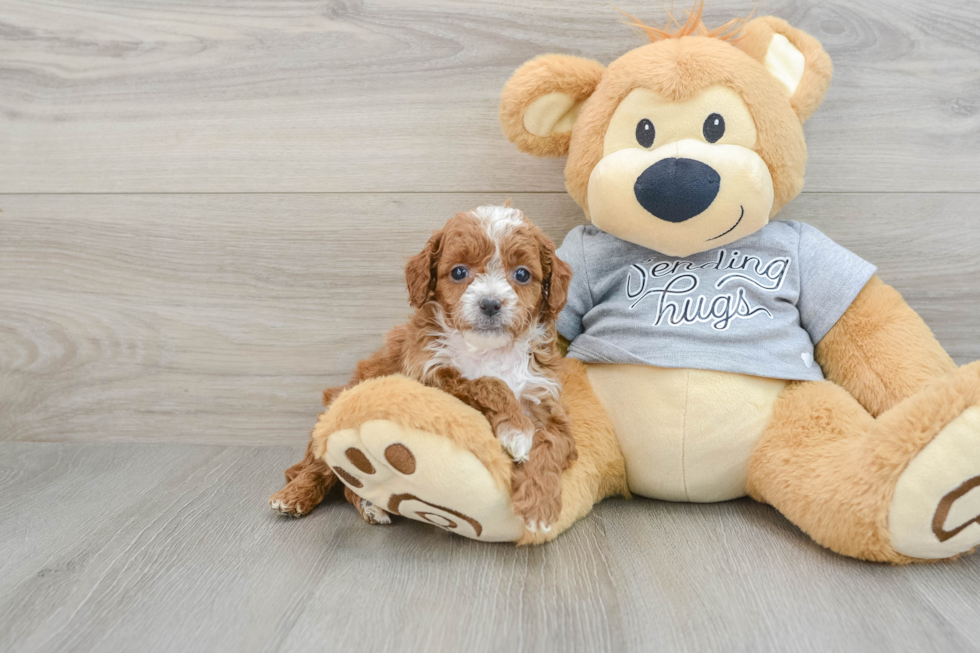 Best Cavapoo Baby