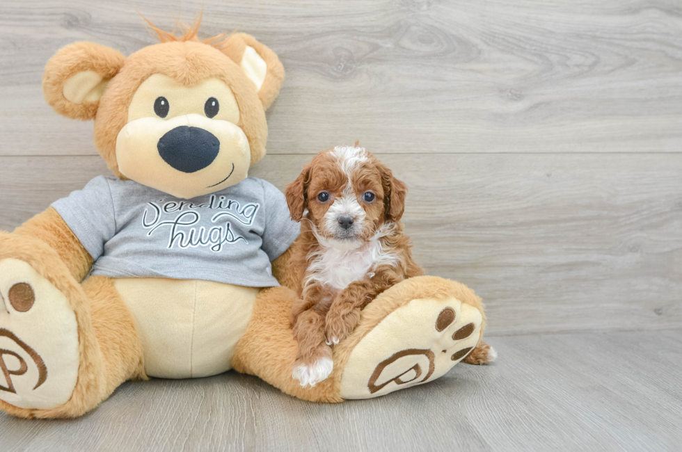 6 week old Cavapoo Puppy For Sale - Florida Fur Babies