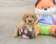 8 week old Cavapoo Puppy For Sale - Florida Fur Babies