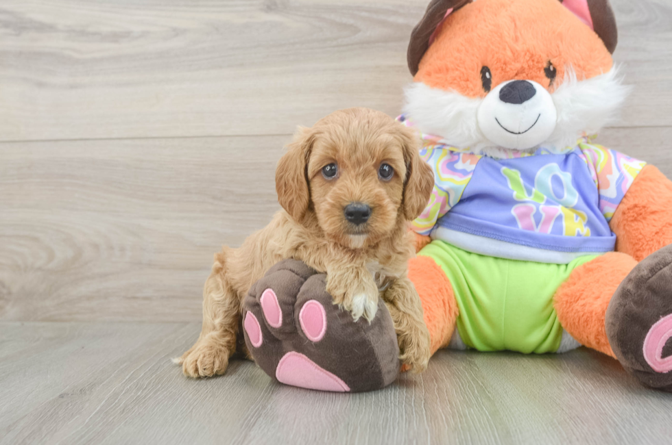 5 week old Cavapoo Puppy For Sale - Florida Fur Babies