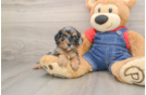 Cute Cavapoo Baby