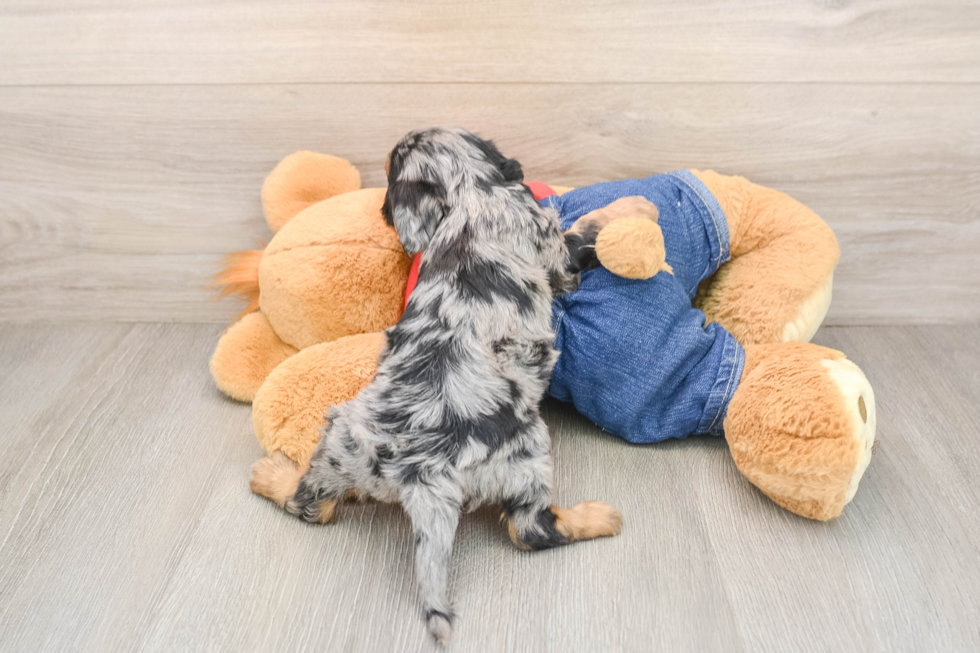 Little Cavipoo Poodle Mix Puppy