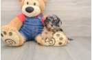 Best Cavapoo Baby
