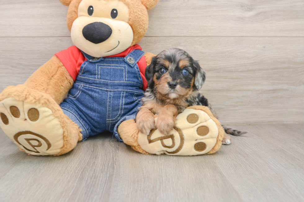 Best Cavapoo Baby