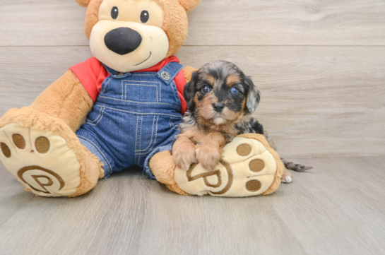 Best Cavapoo Baby