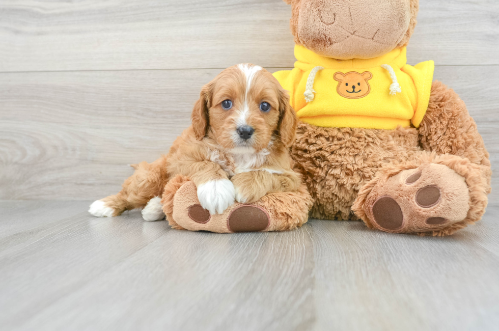 6 week old Cavapoo Puppy For Sale - Florida Fur Babies