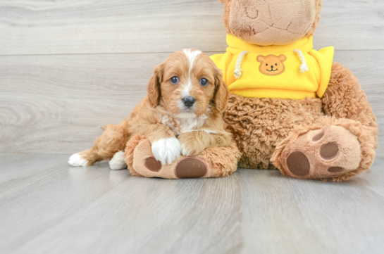 Best Cavapoo Baby