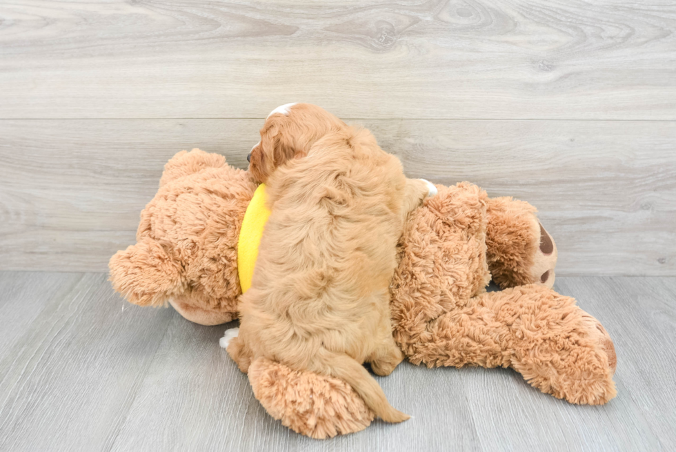 Cavapoo Puppy for Adoption