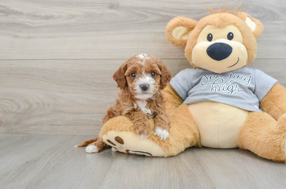 6 week old Cavapoo Puppy For Sale - Florida Fur Babies