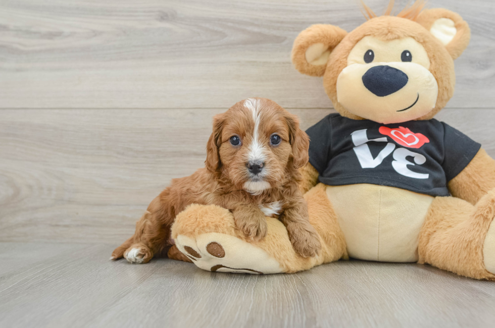 6 week old Cavapoo Puppy For Sale - Florida Fur Babies