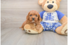 Small Cavapoo Baby