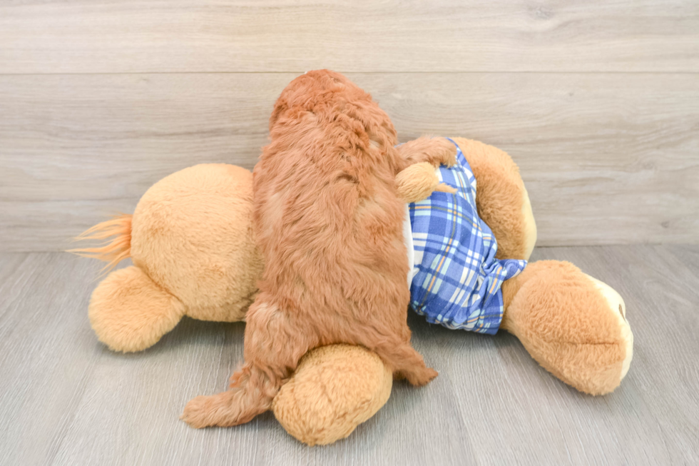 Cavapoo Pup Being Cute